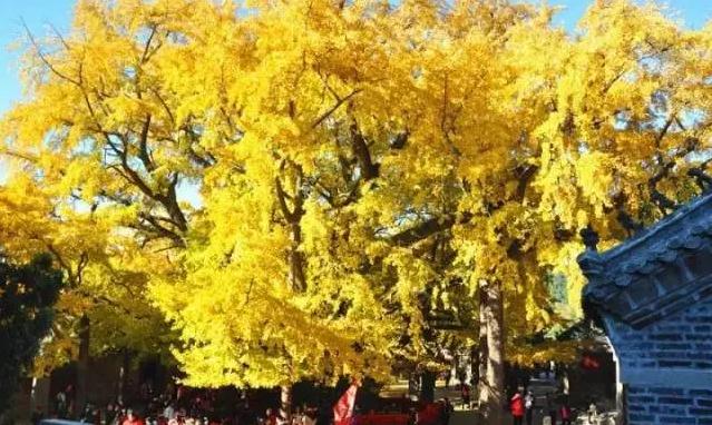 ������Ϊ��ӭ���׽����ӽڣ�
�����ǧ�����������ø���Ư����